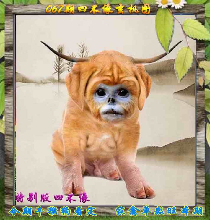 六合彩067期四不像特别版
